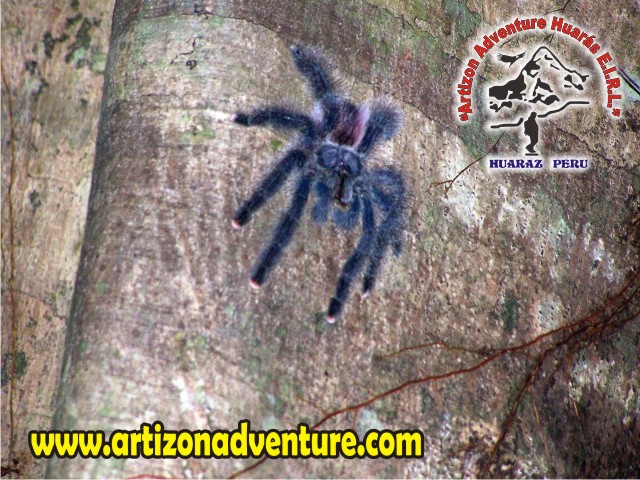 Atardecer en la Selva